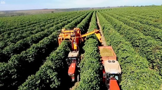 インド コーヒー農園